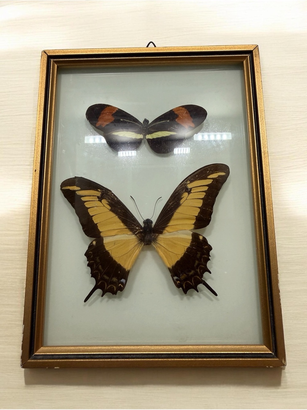Vintage Framed Real Butterfly Display Curved Glass